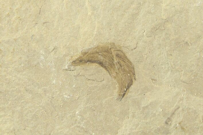 Detailed Fossil Feather - Green River Formation, Utah #360286